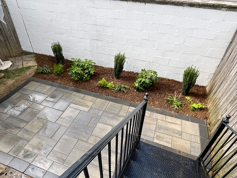 Accompanying plants to fill in the space - Sky Pencil Holly, Munchkin Hydrangea, Royal Purple Liriope & Hayscented Fern.