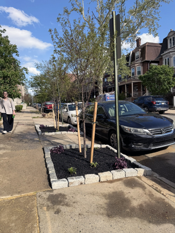 Oh look at these nice Okame Cherry trees! Who knew West Philadelphia was so dope.